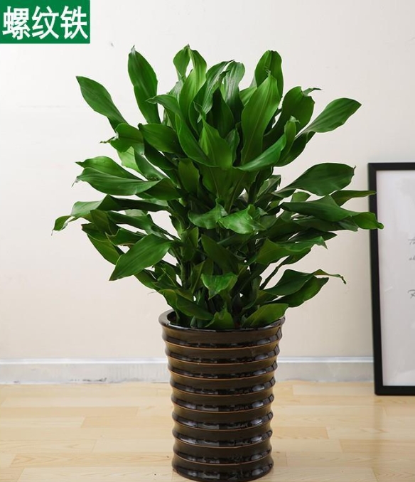 螺纹铁-绿植租赁