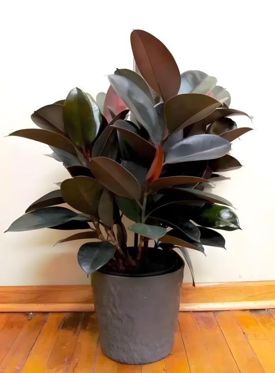 黑金刚-绿植租赁